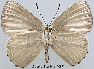 Philiris Innotata Papua Insects Foundation (Lepidoptera/Lycaenidae/Lycaeninae(Philiris ...